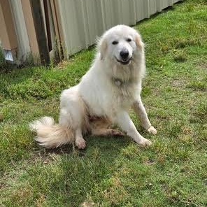 Bella, a ADOPTABLE Great Pyrenees in Springtown, TX image 2/6