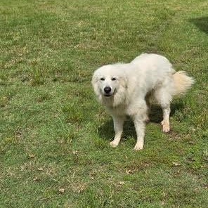 Bella, a ADOPTABLE Great Pyrenees in Springtown, TX image 6/6