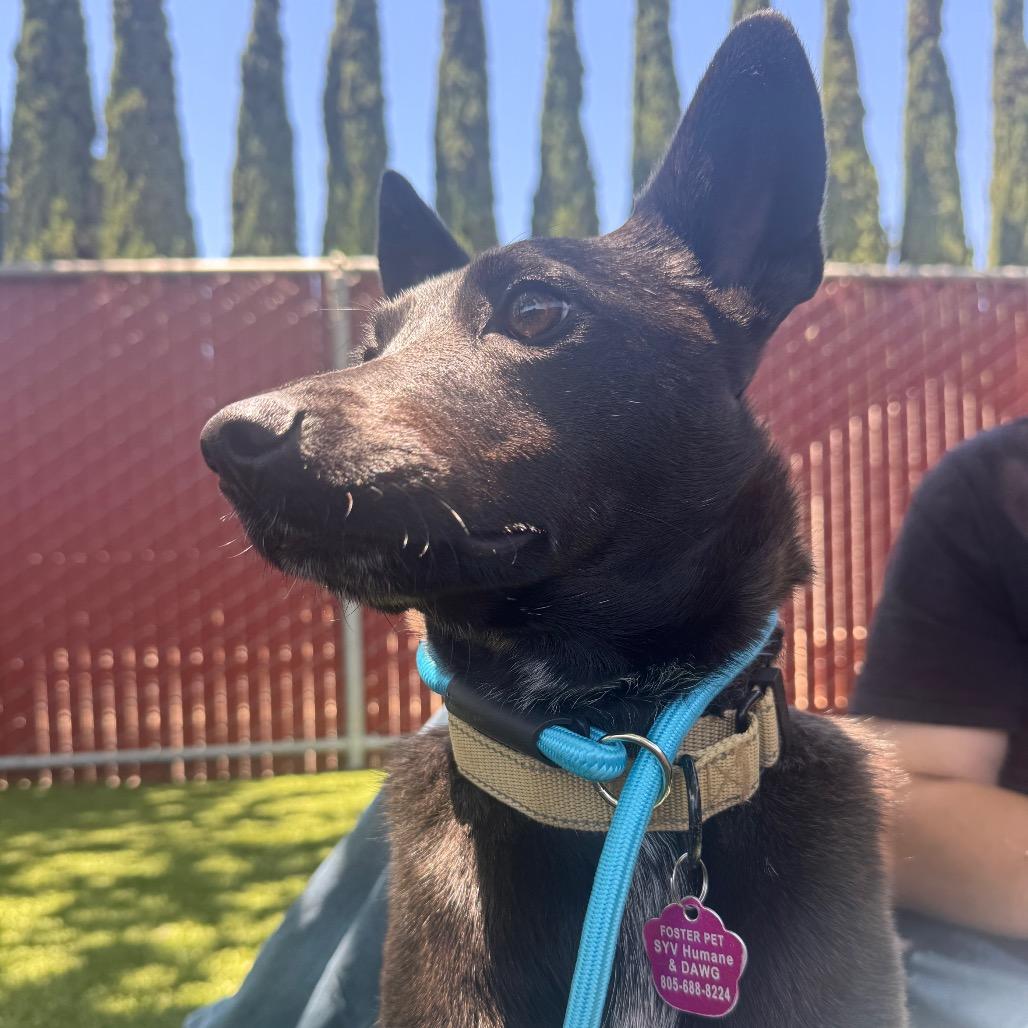 Nisha, Adoptable, Adult Female Australian Kelpie.