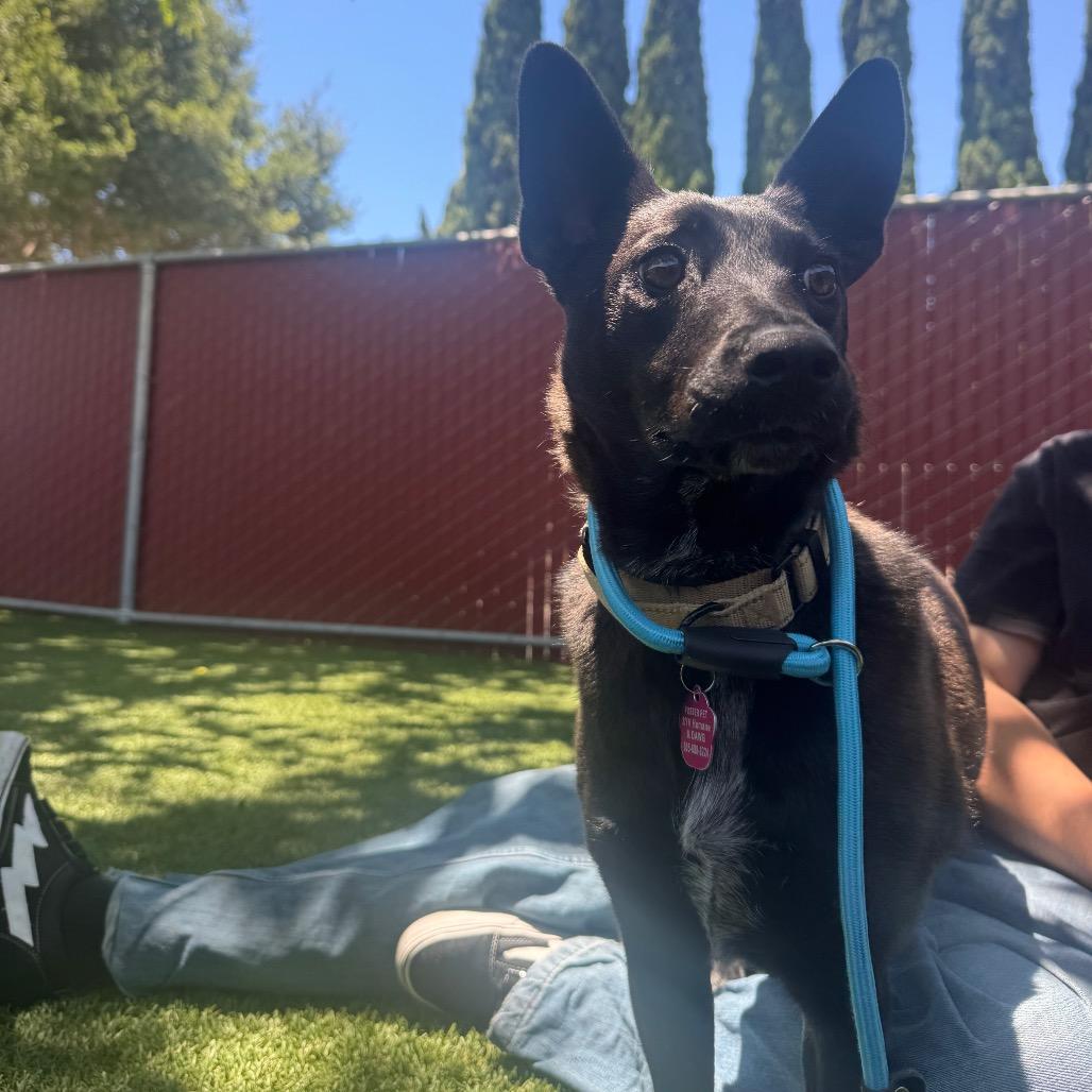 Enlarge Nisha, a Adoptable Australian Kelpie in Buellton, CA image 2/6