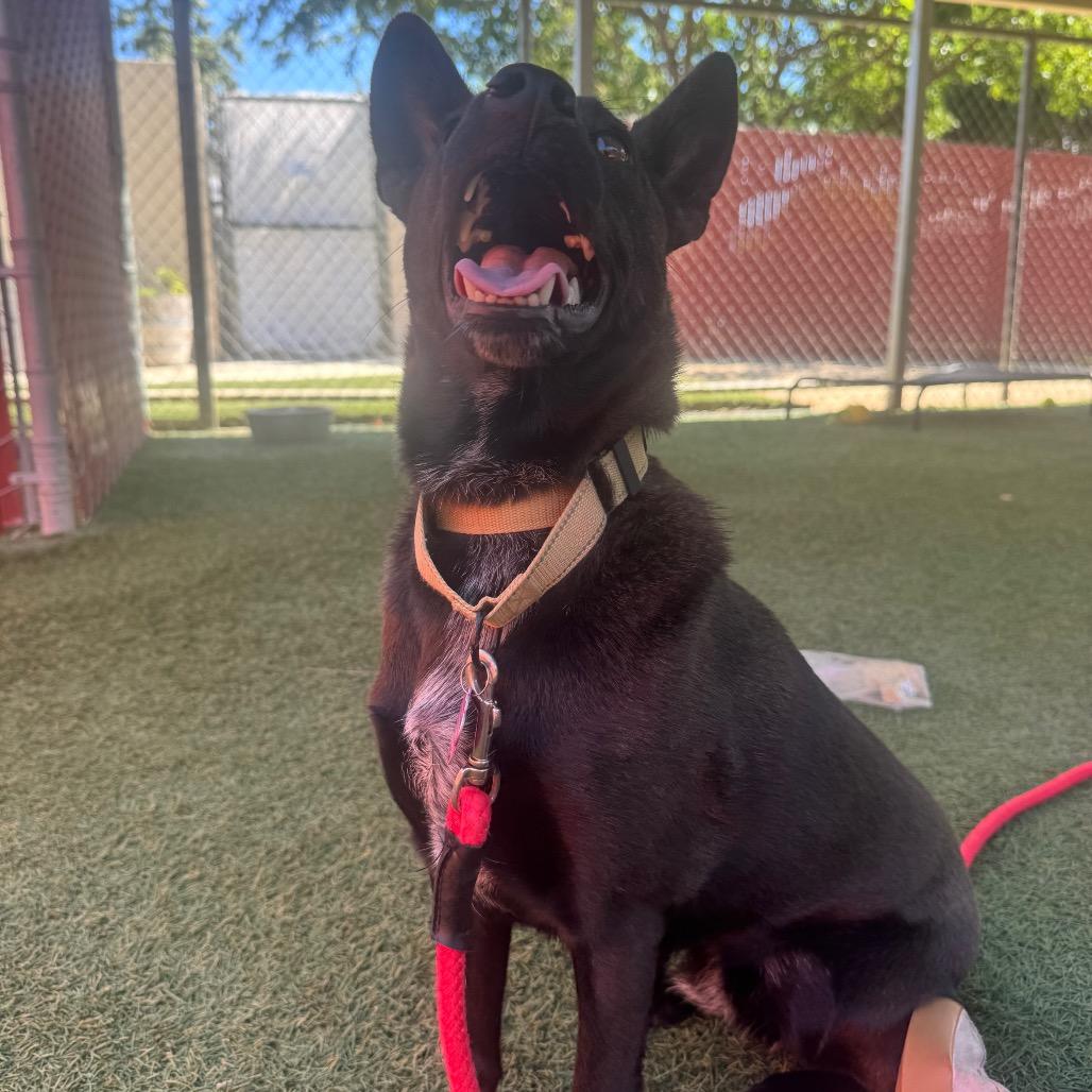 Enlarge Nisha, a Adoptable Australian Kelpie in Buellton, CA image 3/6