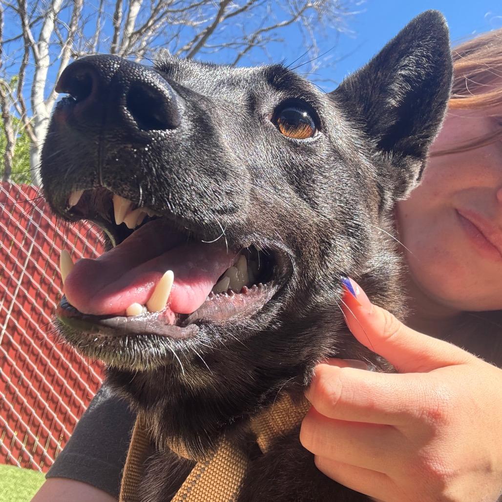 Enlarge Nisha, a Adoptable Australian Kelpie in Buellton, CA image 4/6