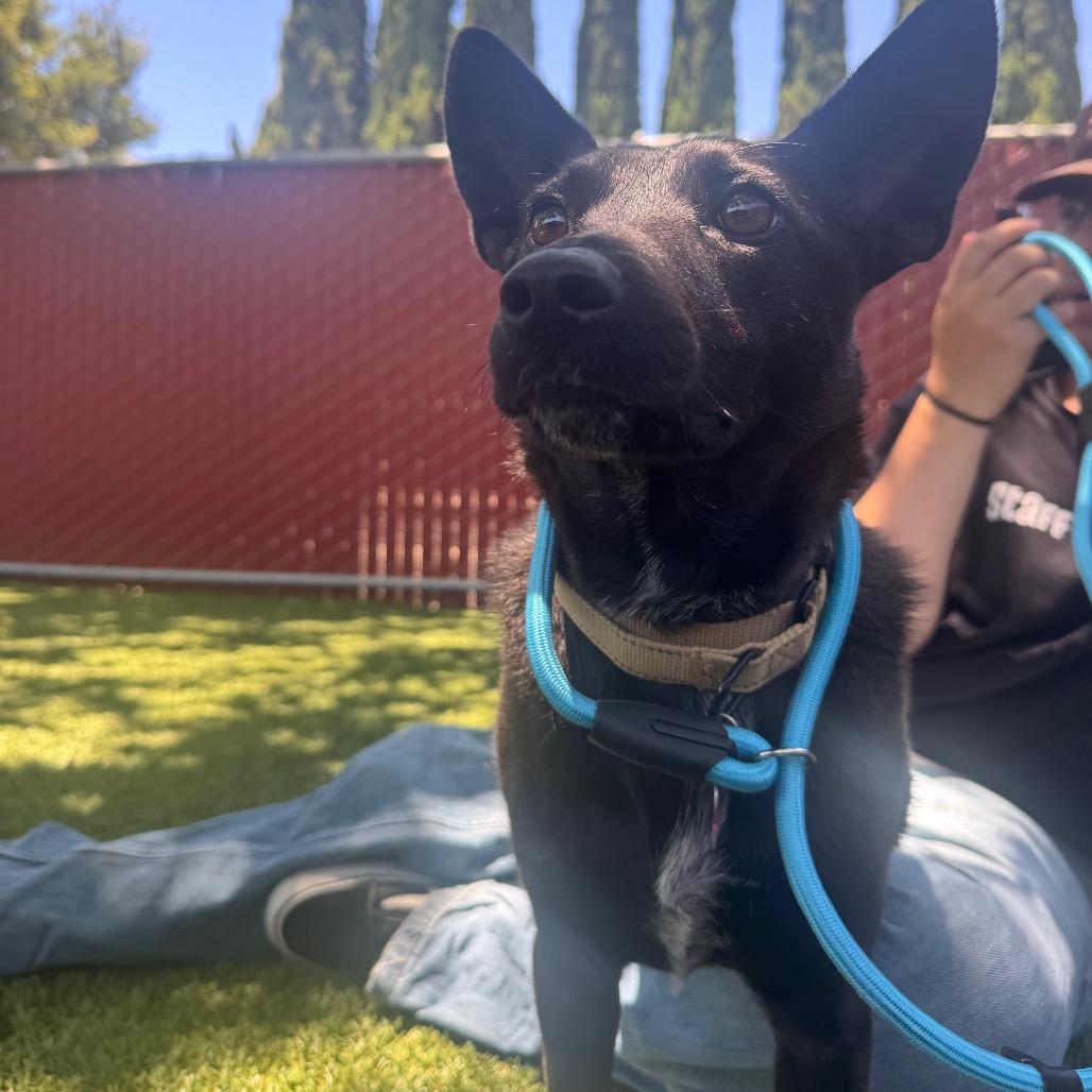 Enlarge Nisha, a Adoptable Australian Kelpie in Buellton, CA image 5/6