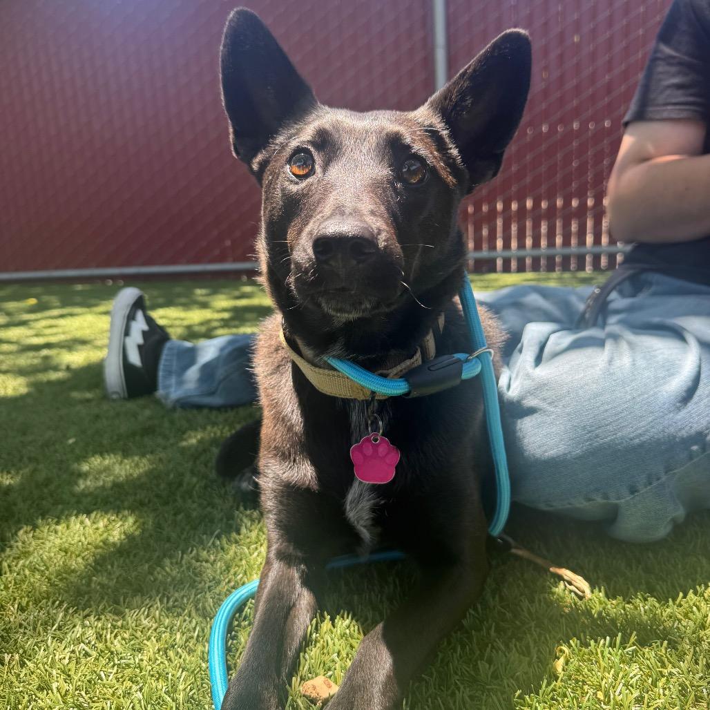 Enlarge Nisha, a Adoptable Australian Kelpie in Buellton, CA image 6/6