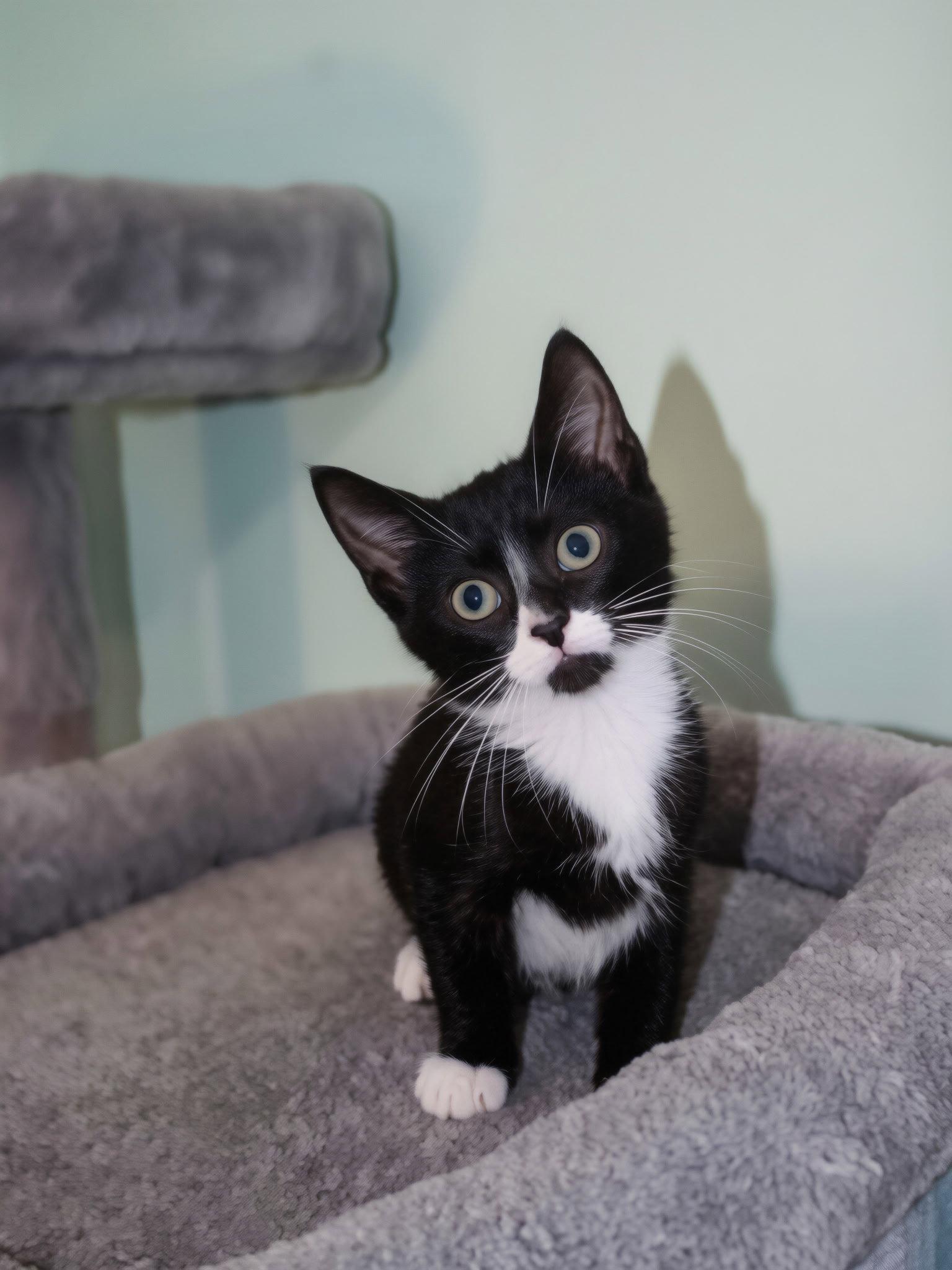 Larkyn, a Adopted mixed breed in Georgetown, KY image 1/3