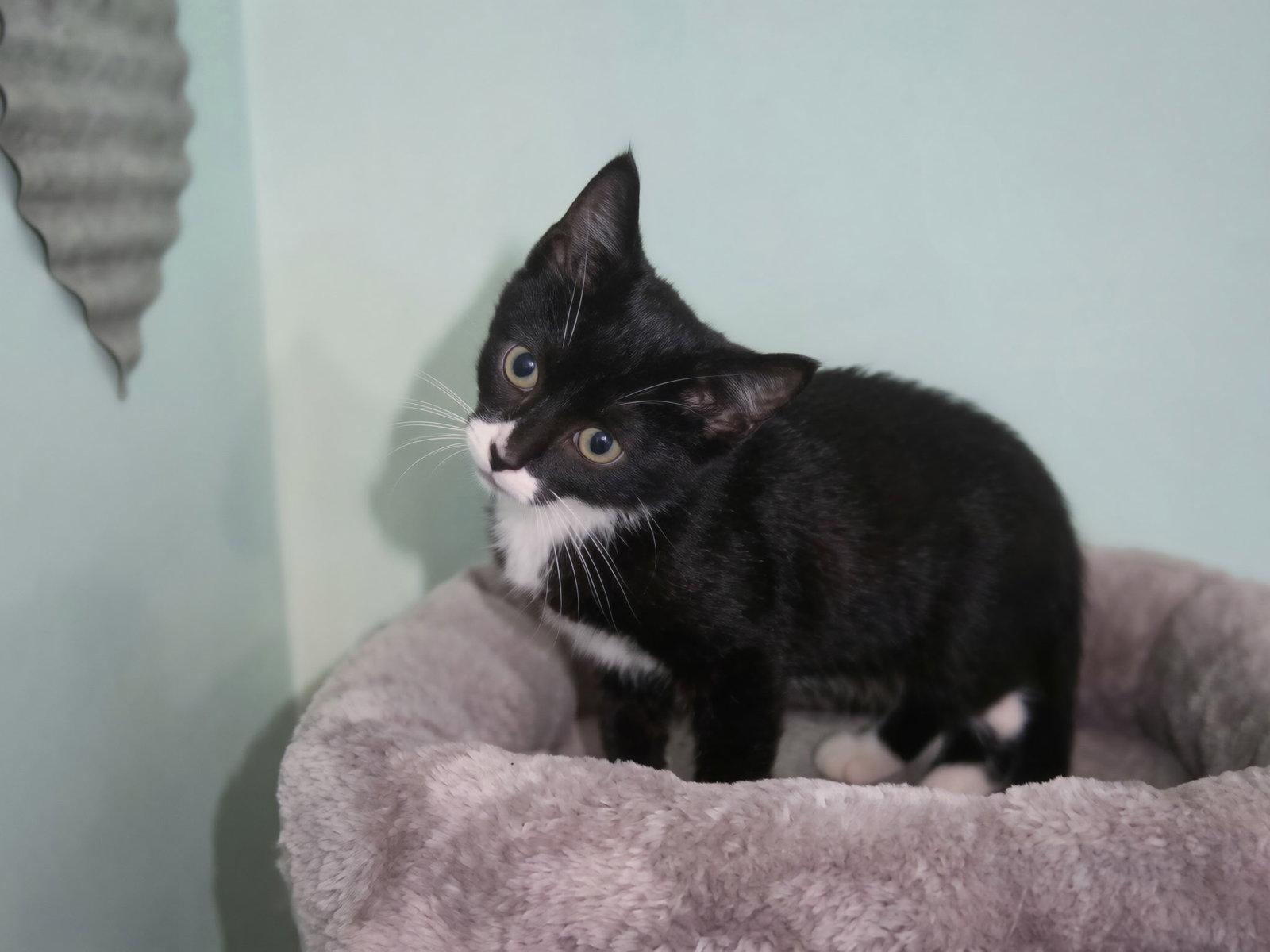 Larkyn, a Adopted mixed breed in Georgetown, KY image 2/3