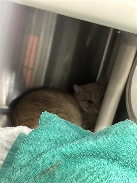 BELLA, Adoptable, Young Female Domestic Short Hair.