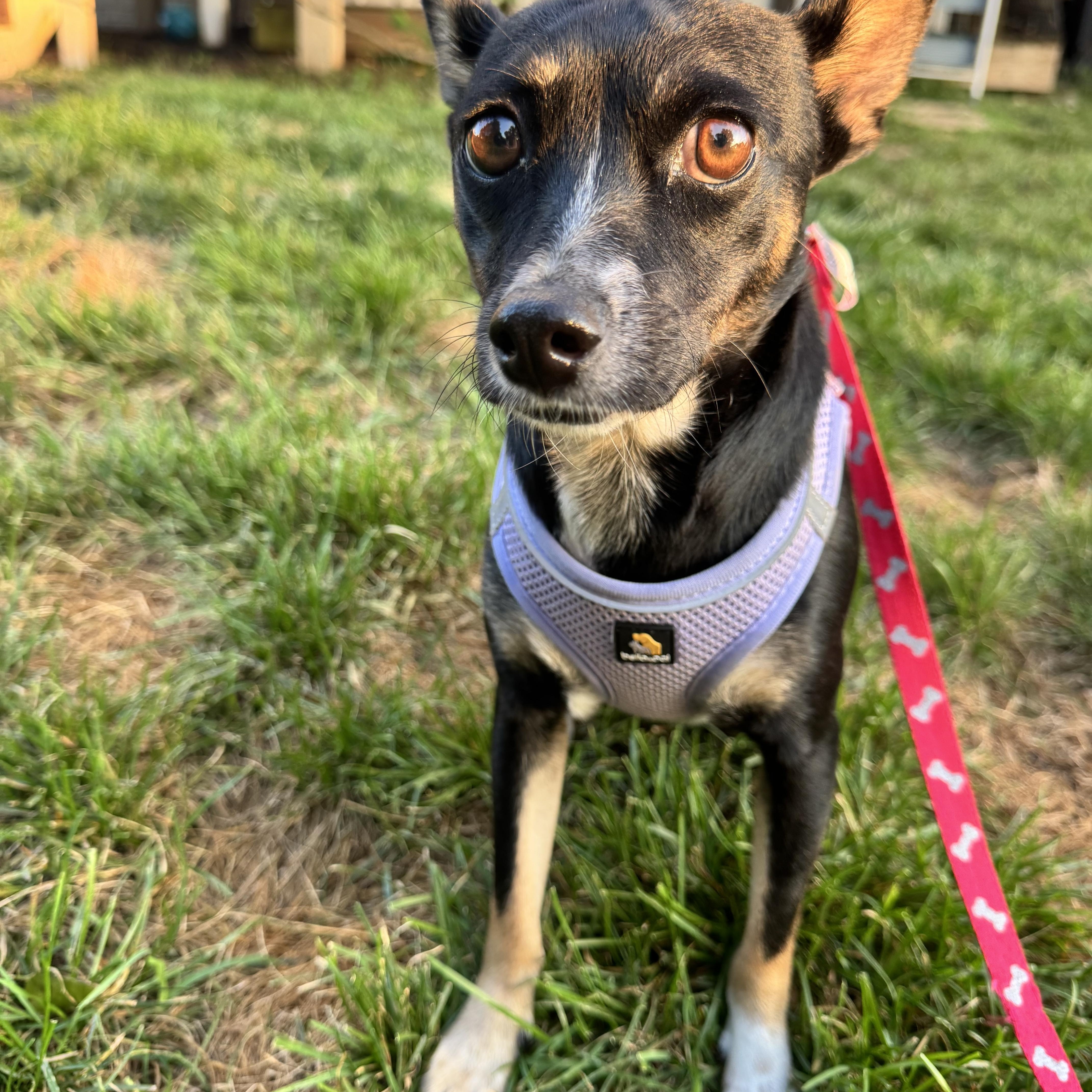 Millie, a ADOPTABLE mixed breed in Washington, DC image 5/6