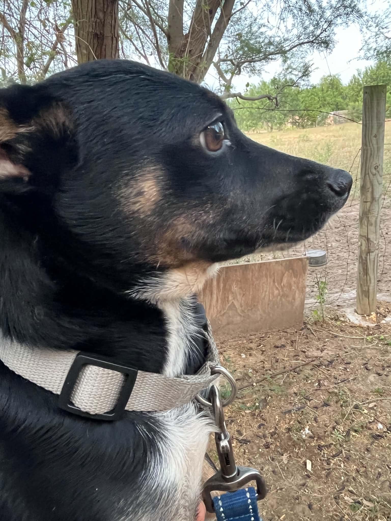 Millie, a ADOPTABLE mixed breed in Washington, DC image 3/6
