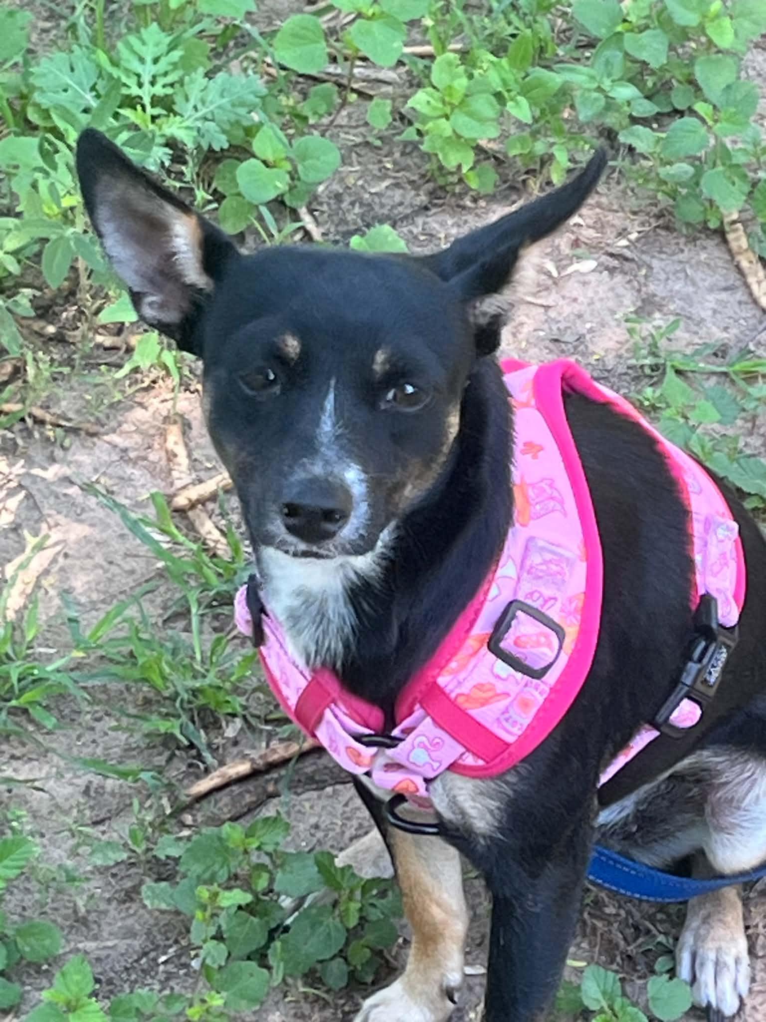 Millie, ADOPTABLE, Young Female Chihuahua.