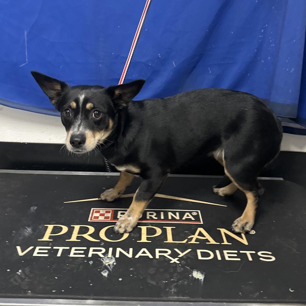 Gamora, a Adoptable mixed breed in Henderson, NV image 1/3