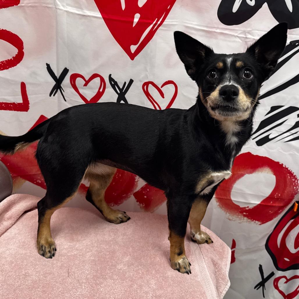 Gamora, a Adoptable mixed breed in Henderson, NV image 3/3