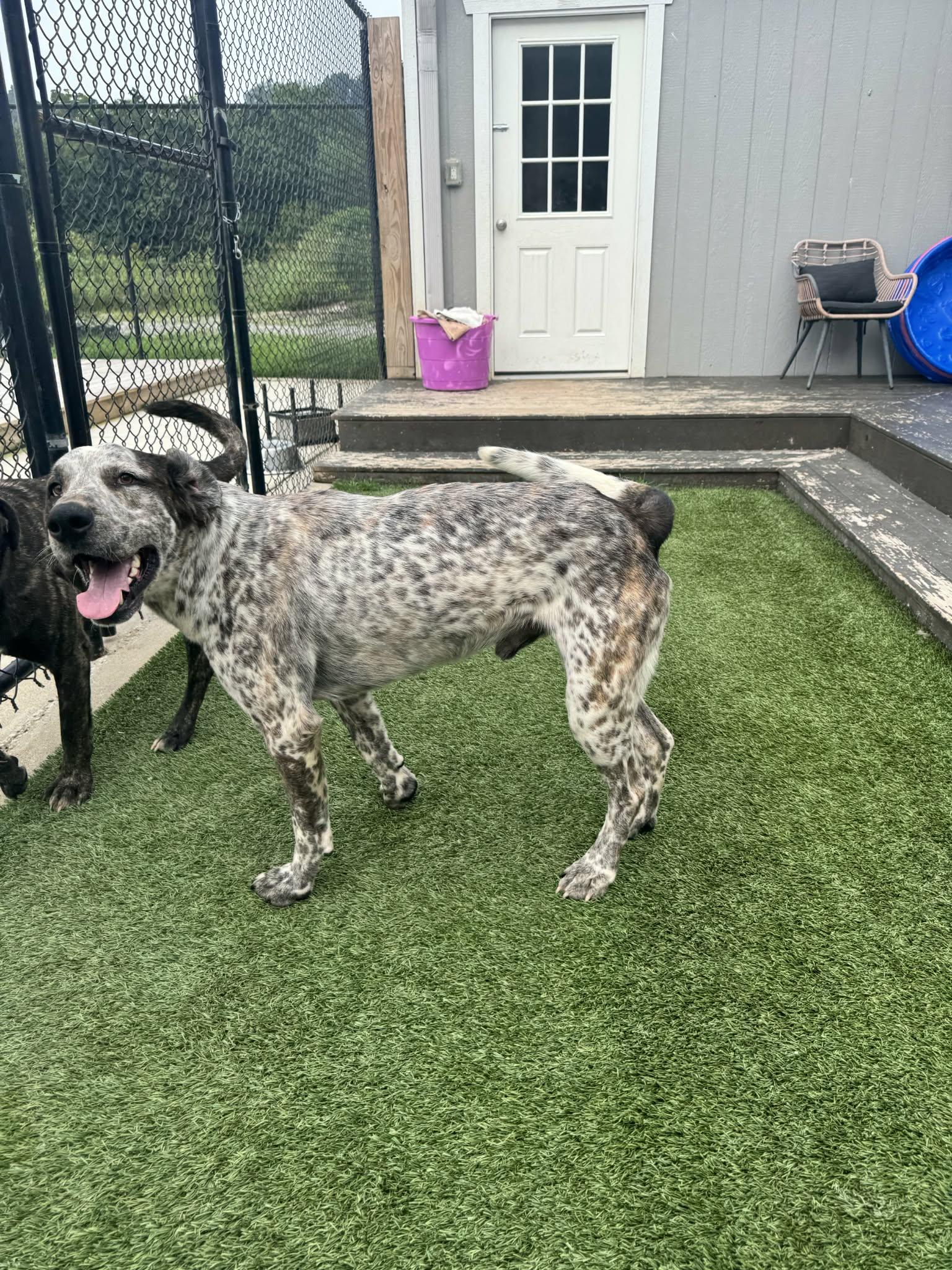 Enlarge Adam, a ADOPTABLE mixed breed in Richmond, KY image 5/6