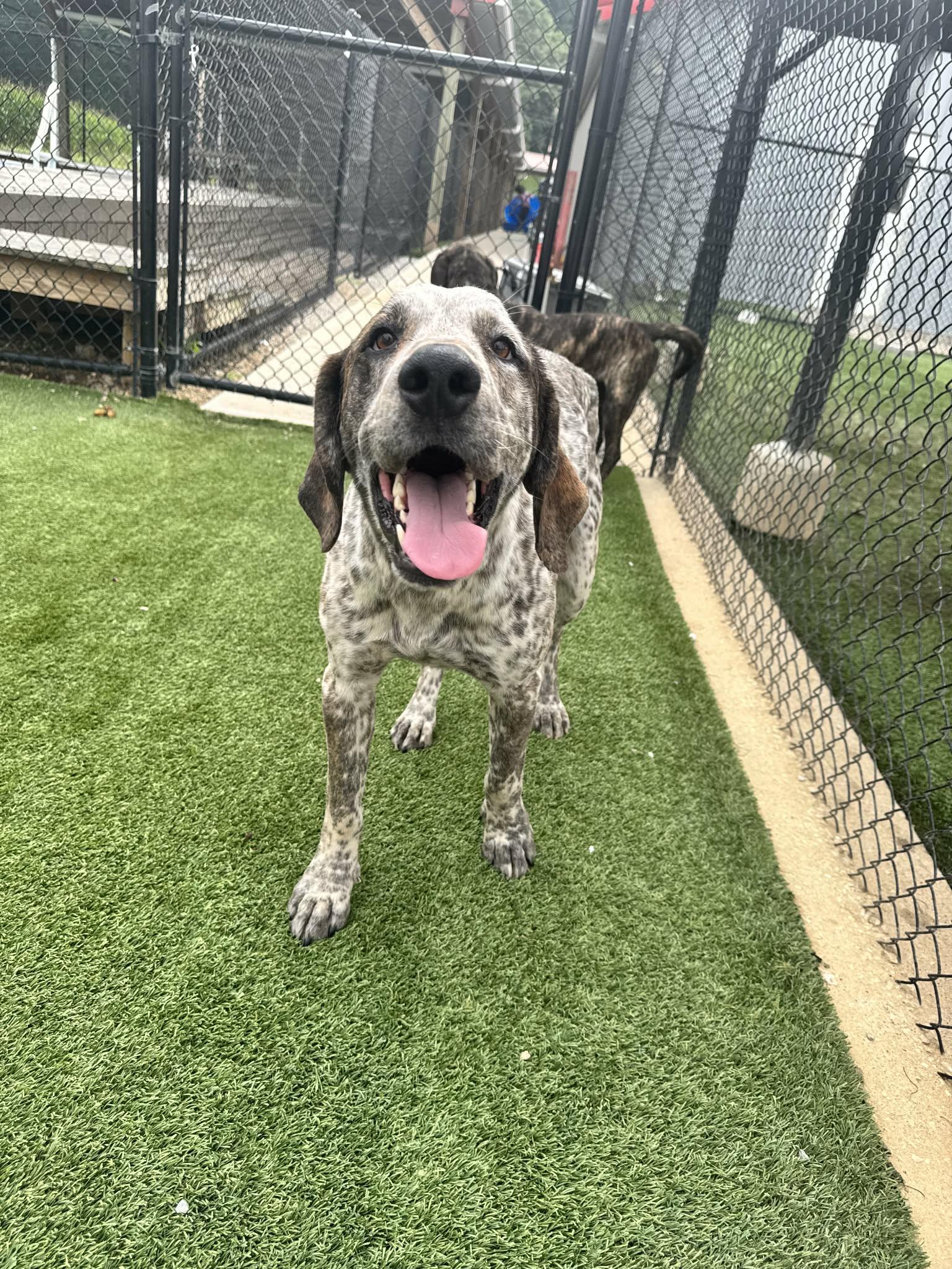 Enlarge Adam, a ADOPTABLE mixed breed in Richmond, KY image 1/6