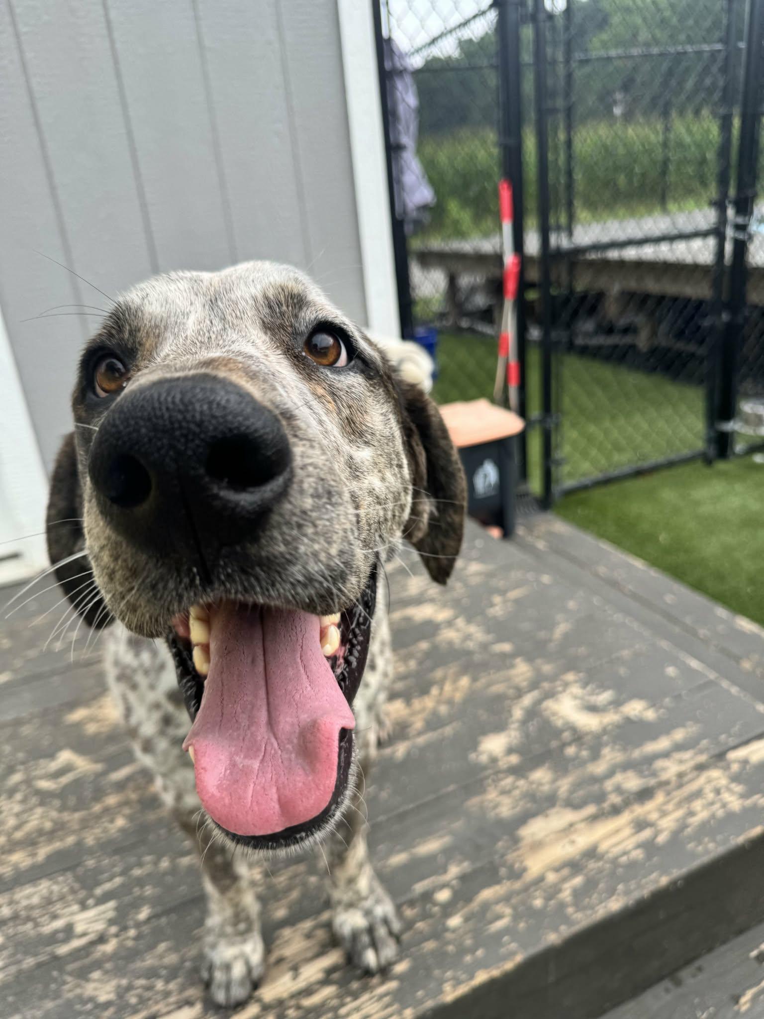 Enlarge Adam, a ADOPTABLE mixed breed in Richmond, KY image 2/6