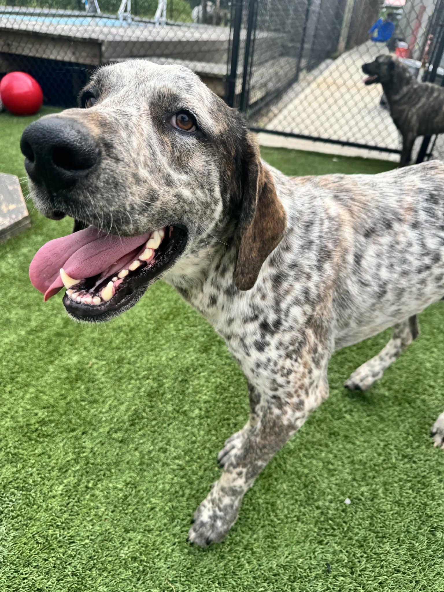 Enlarge Adam, a ADOPTABLE mixed breed in Richmond, KY image 3/6