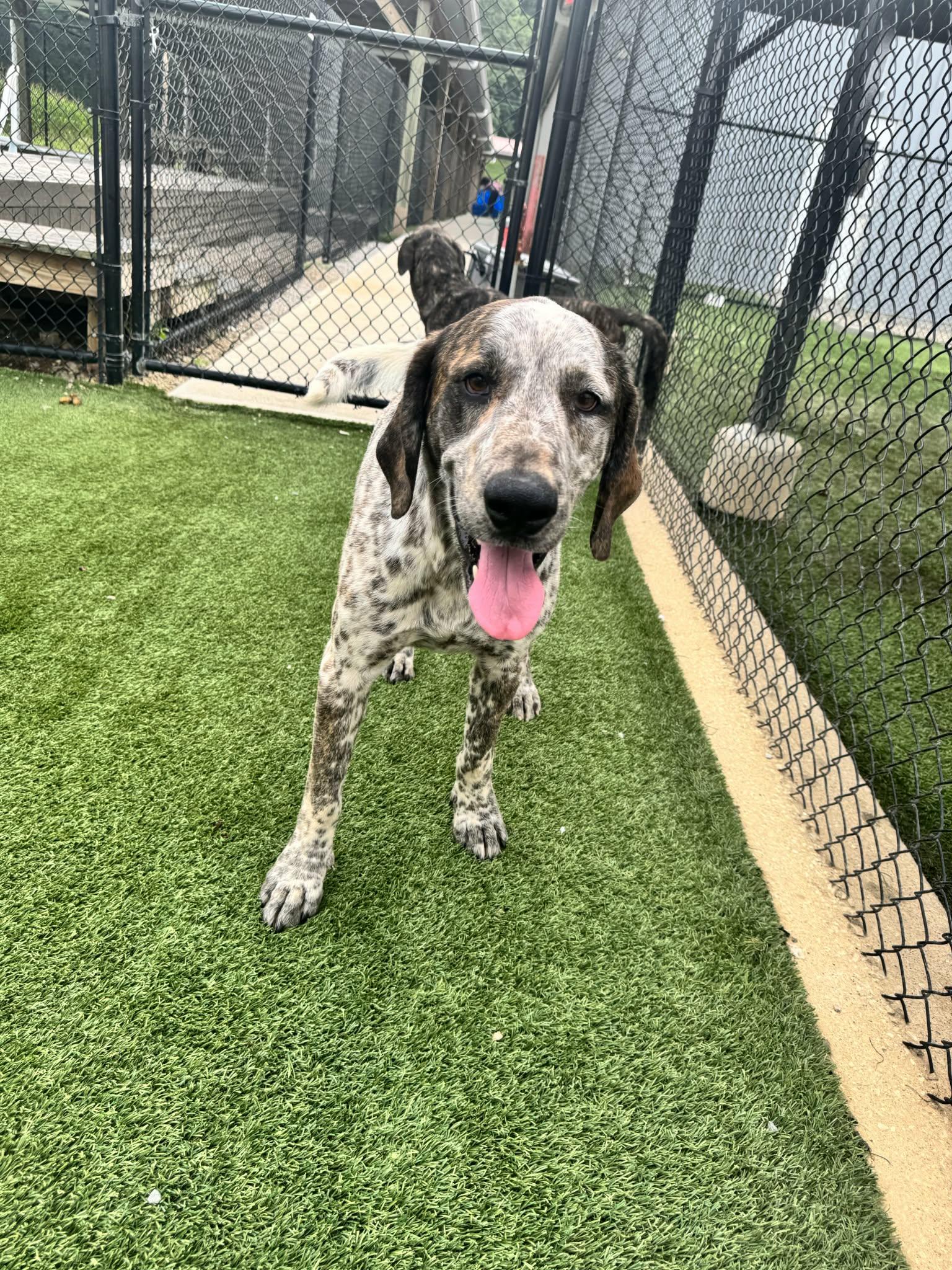 Enlarge Adam, a ADOPTABLE mixed breed in Richmond, KY image 6/6