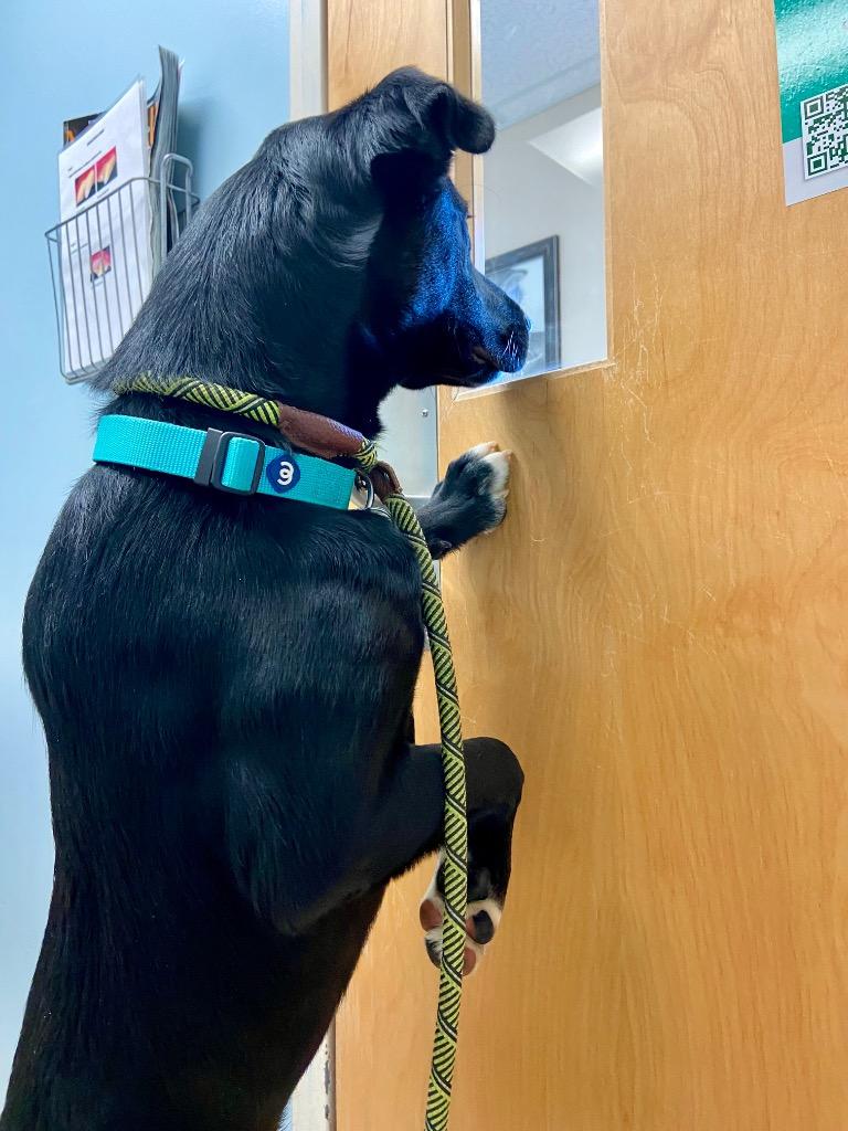 Enlarge Ozzy, a Adoptable mixed breed in Hampton, VA image 1/4