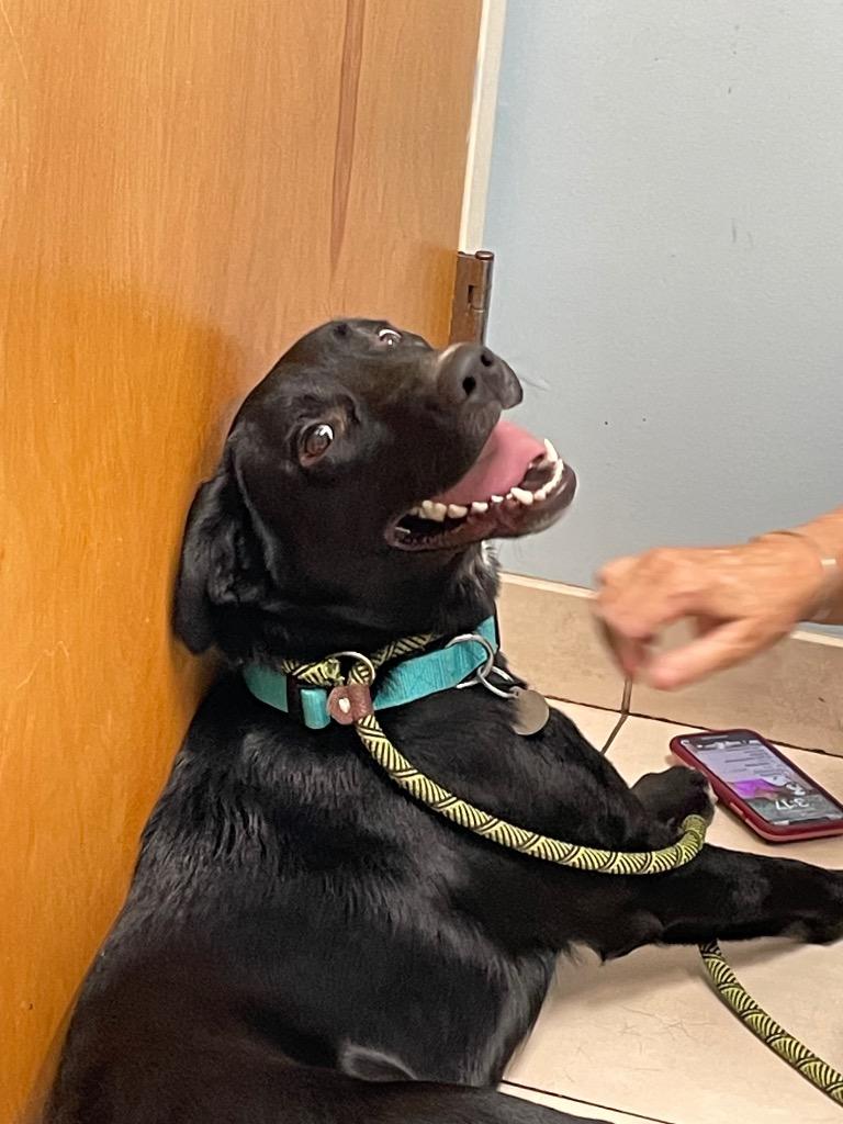 Enlarge Ozzy, a Adoptable mixed breed in Hampton, VA image 2/4