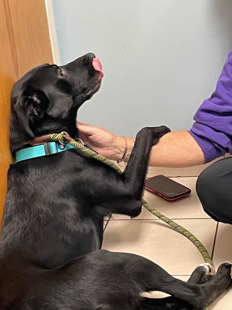 Enlarge Ozzy, a Adoptable mixed breed in Hampton, VA image 3/4