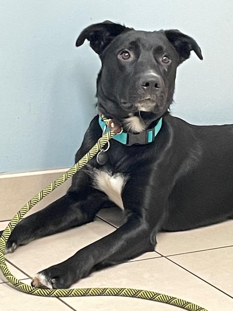 Enlarge Ozzy, a Adoptable mixed breed in Hampton, VA image 4/4