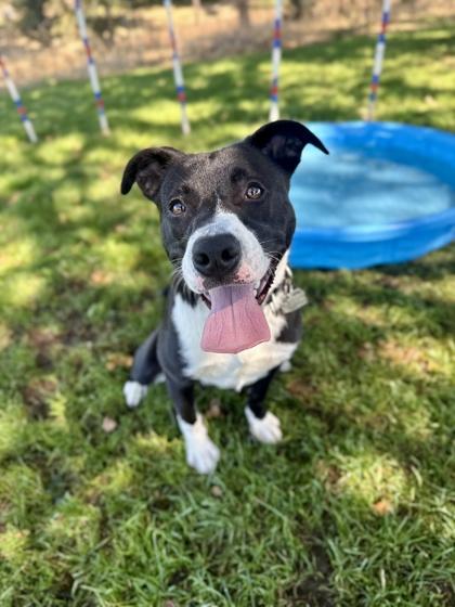 Enlarge Seal, a ADOPTABLE mixed breed in Roseburg, OR image 1/1