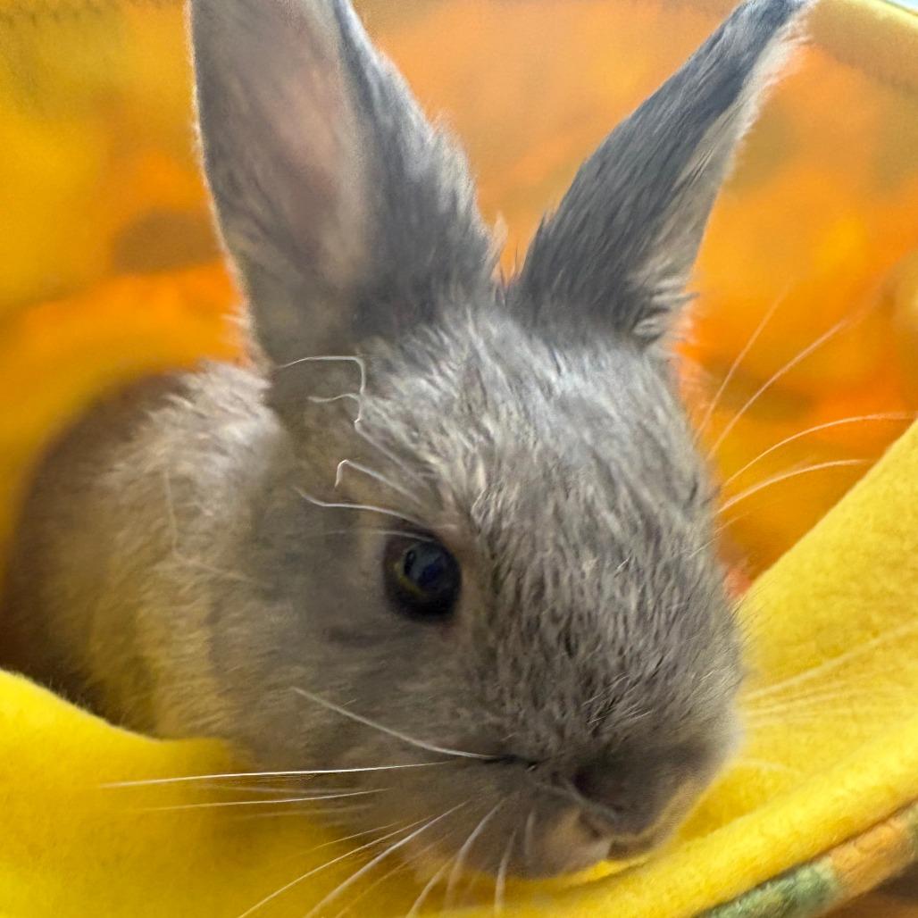 Hitch, a Adoptable American in Napa, CA image 1/4