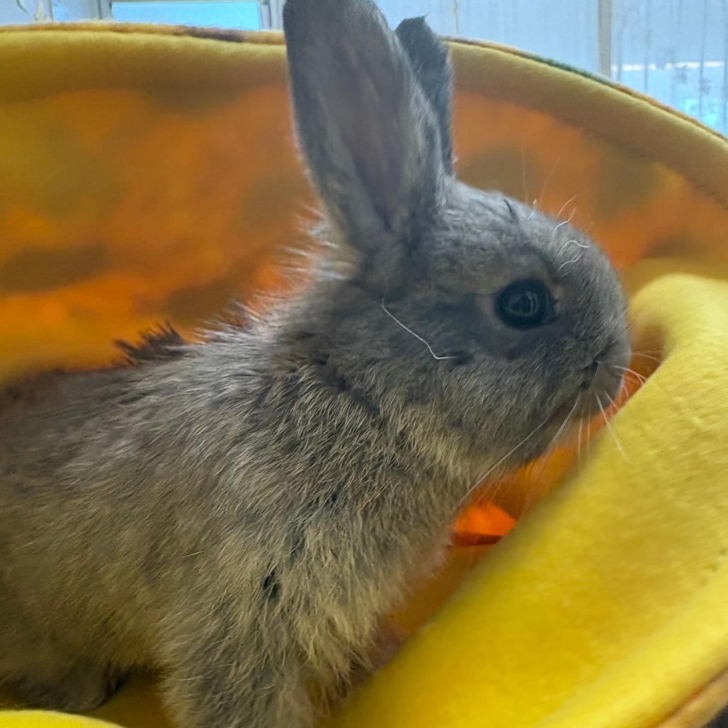 Hitch, a Adoptable American in Napa, CA image 2/4