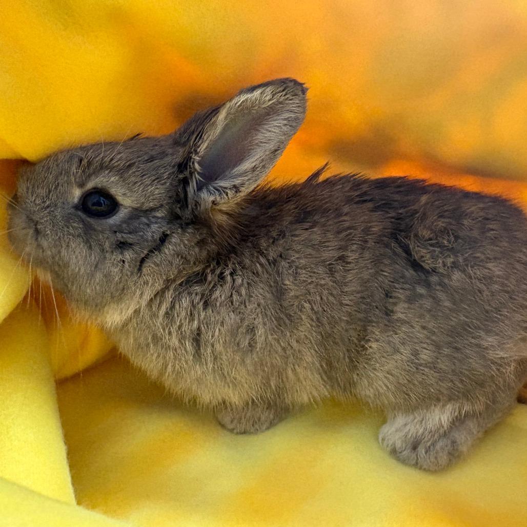 Hitch, a Adoptable American in Napa, CA image 3/4