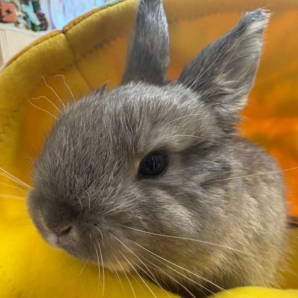 Hitch, a Adoptable American in Napa, CA image 4/4