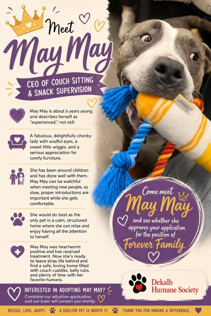 May May, Adoptable, Adult Female Terrier & Mixed Breed.