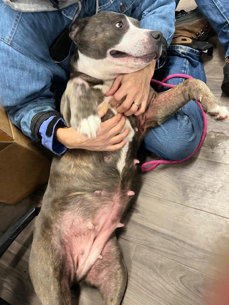 May May, a Adoptable mixed breed in Auburn, IN image 2/6