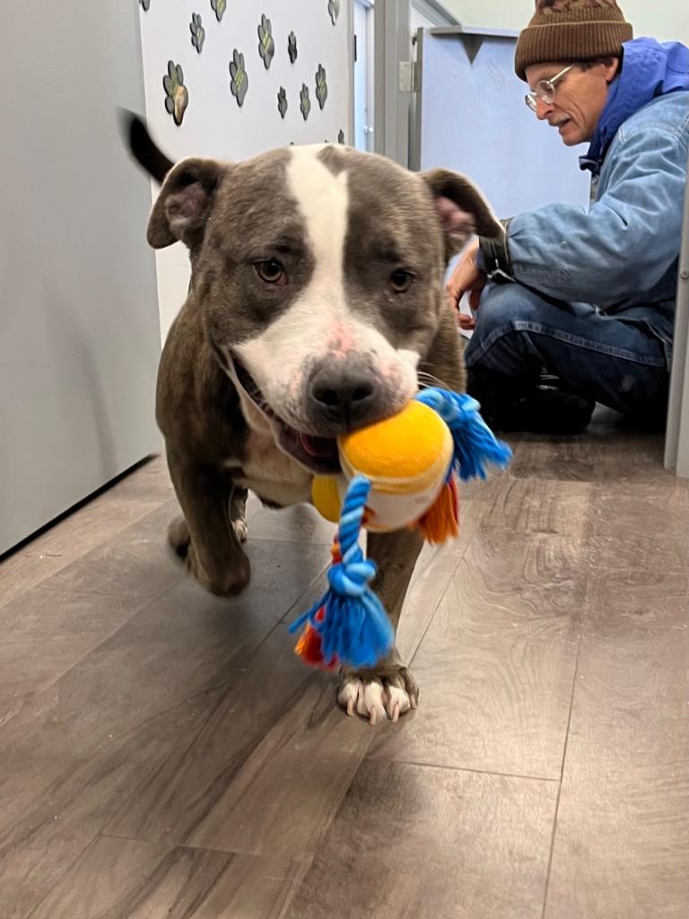 May May, a Adoptable mixed breed in Auburn, IN image 4/6