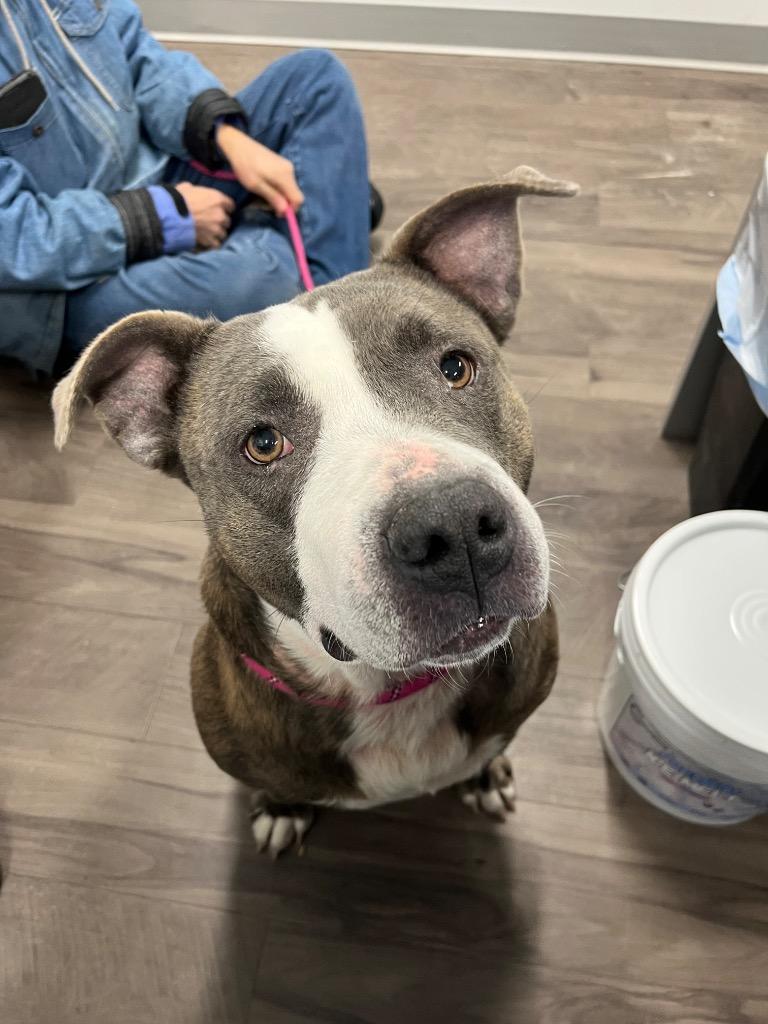 May May, a Adoptable mixed breed in Auburn, IN image 5/6