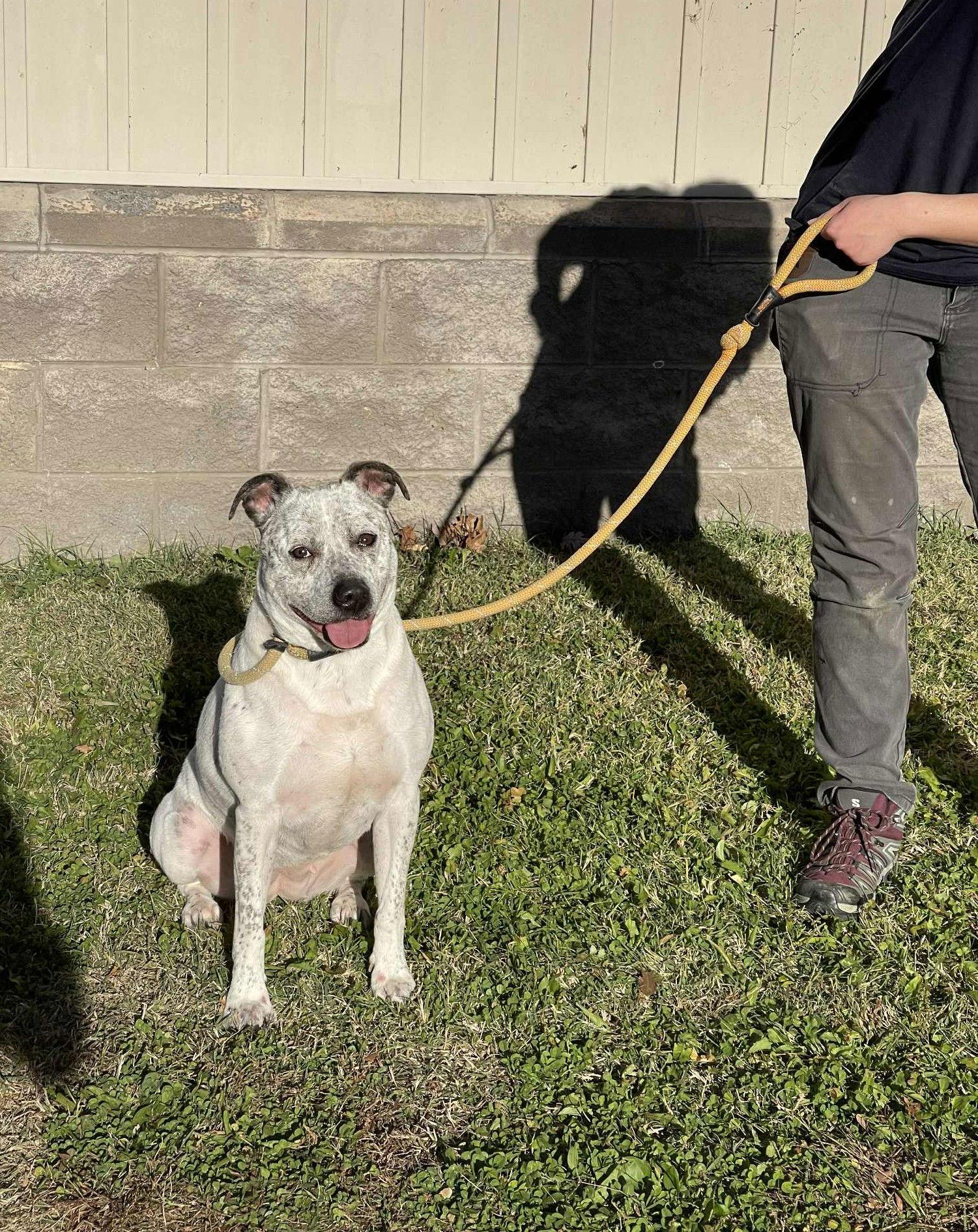 Enlarge Oreo, a Adoptable Pit Bull Terrier in Covington, VA image 1/2