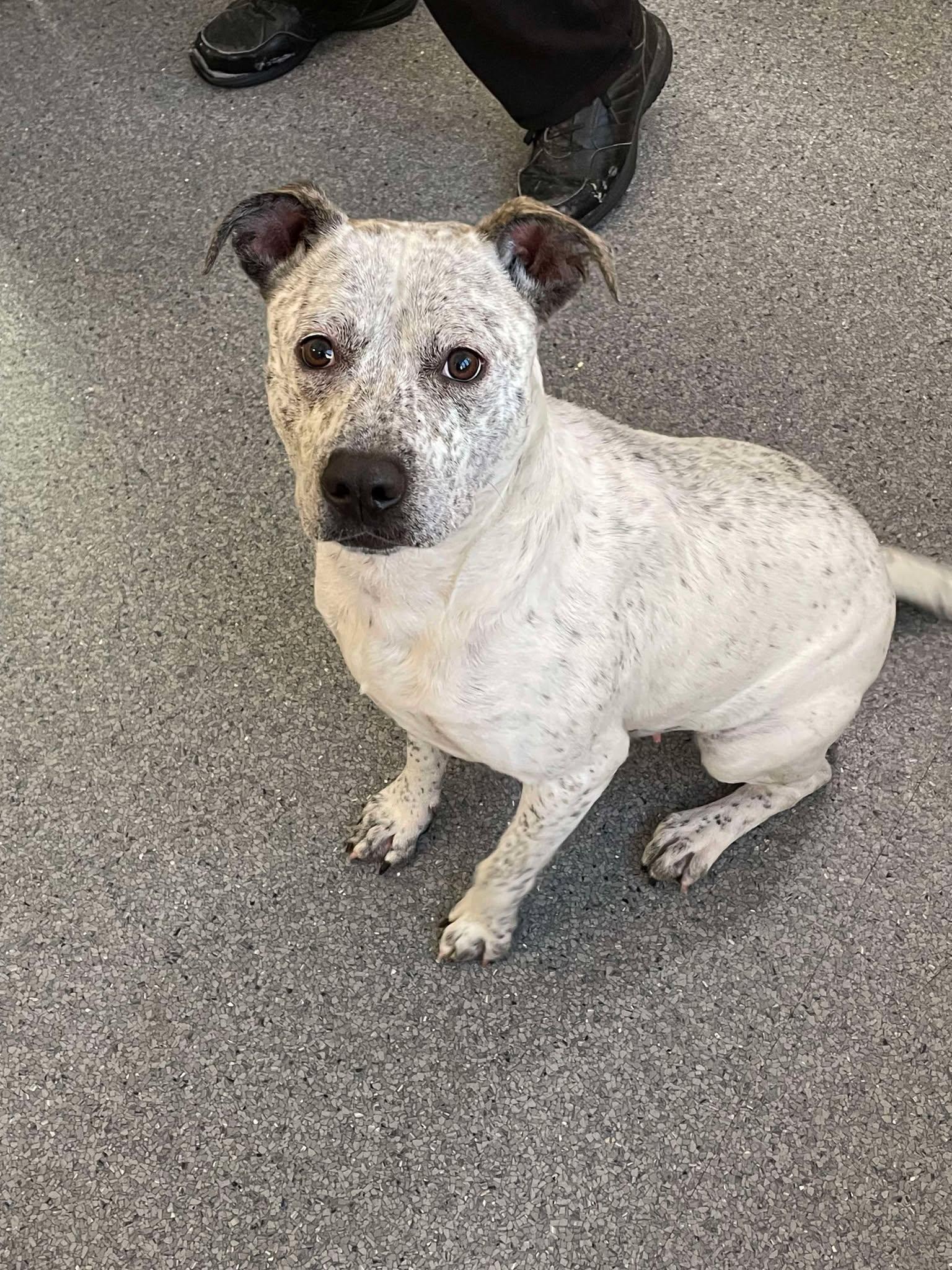 Enlarge Oreo, a Adoptable Pit Bull Terrier in Covington, VA image 2/2