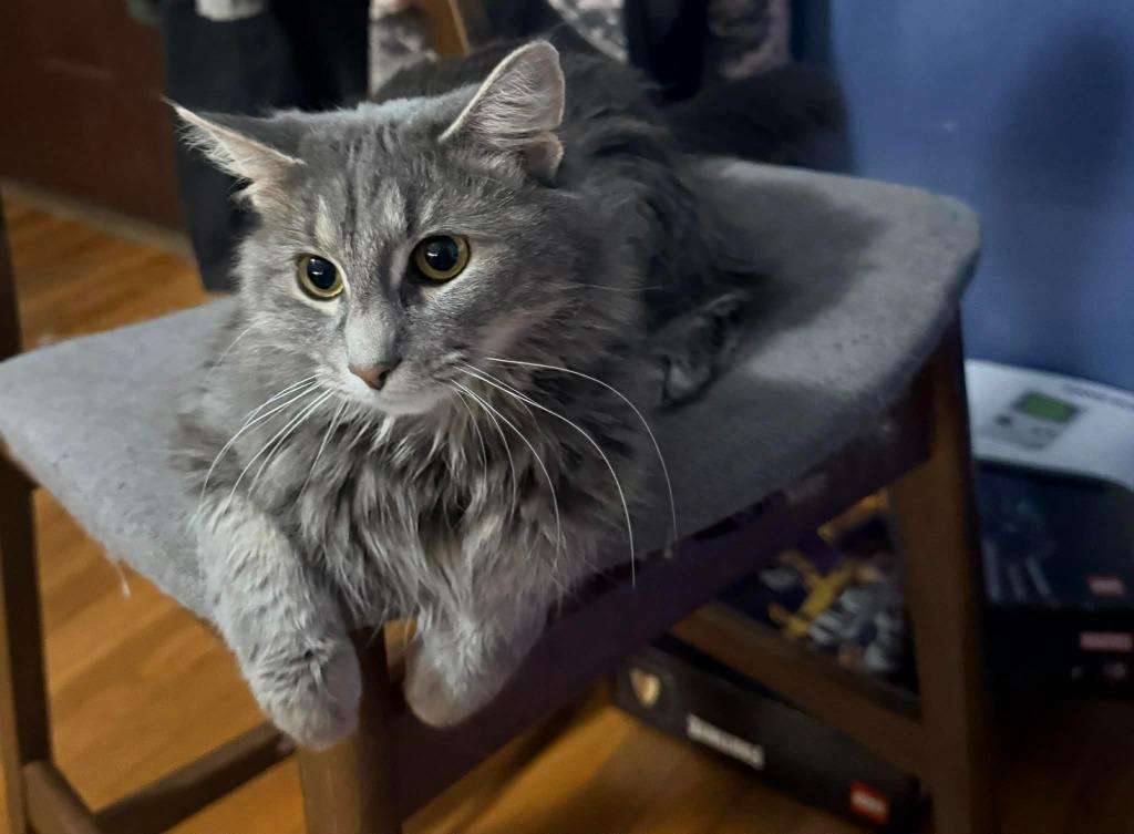 Andecite, Adoptable, Young Female Domestic Medium Hair.