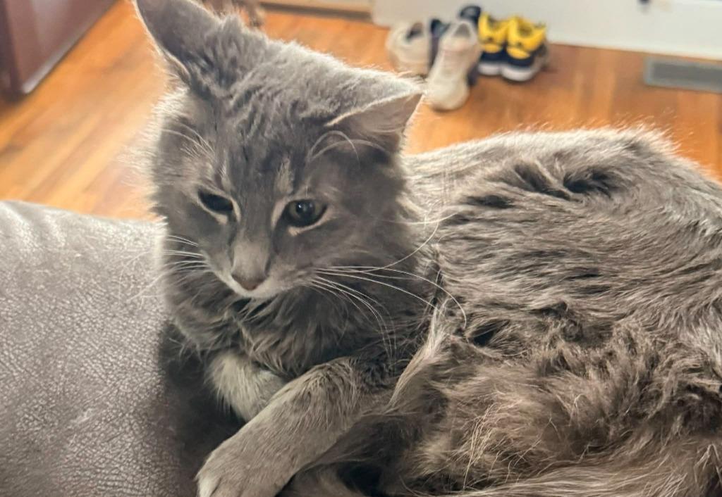 Andecite, Adoptable, Young Female Domestic Medium Hair.