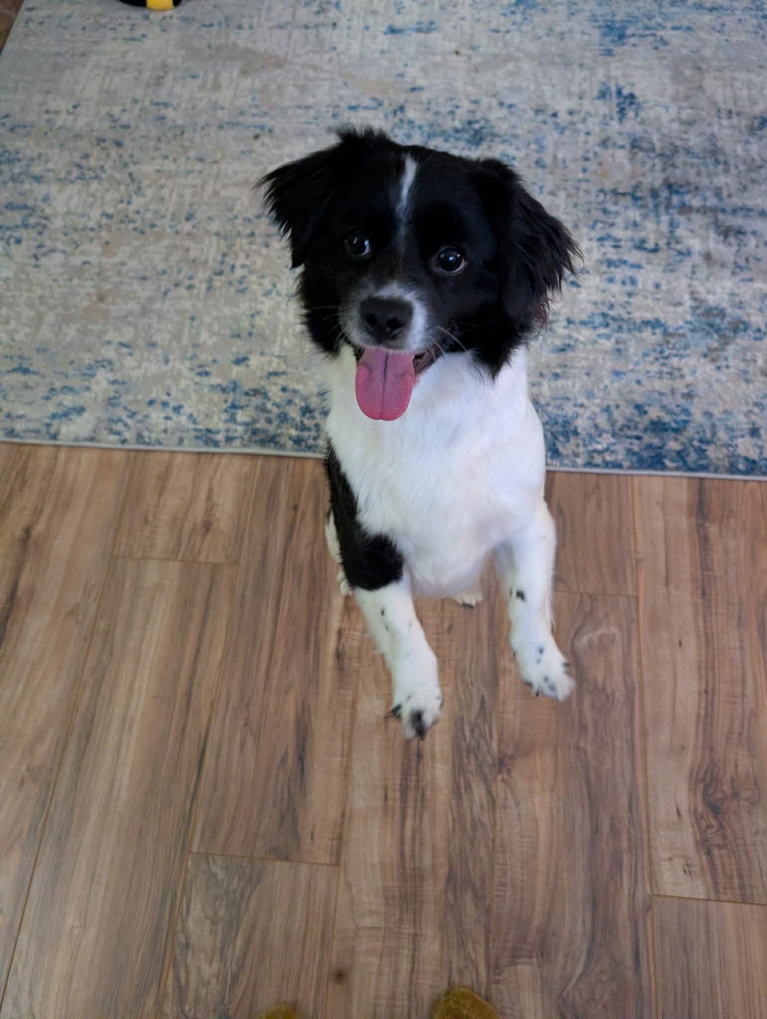 Enlarge Roxy, an adopted mixed breed in Roseburg, OR image 6/6