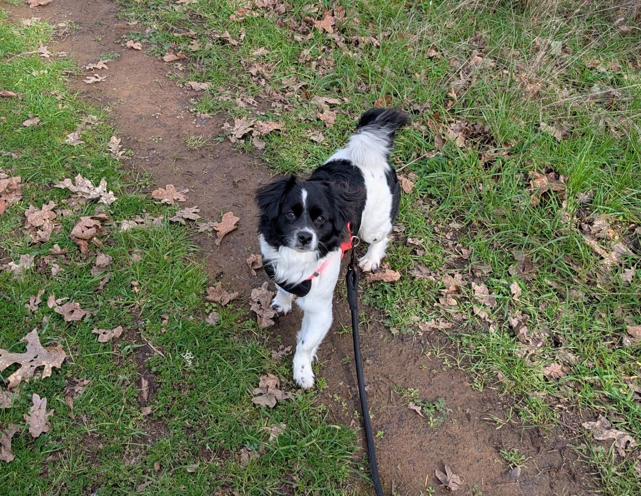 Enlarge Roxy, an adopted mixed breed in Roseburg, OR image 3/6
