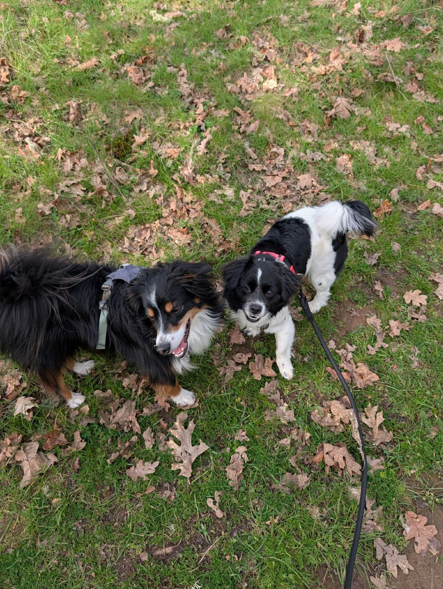 Enlarge Roxy, an adopted mixed breed in Roseburg, OR image 4/6