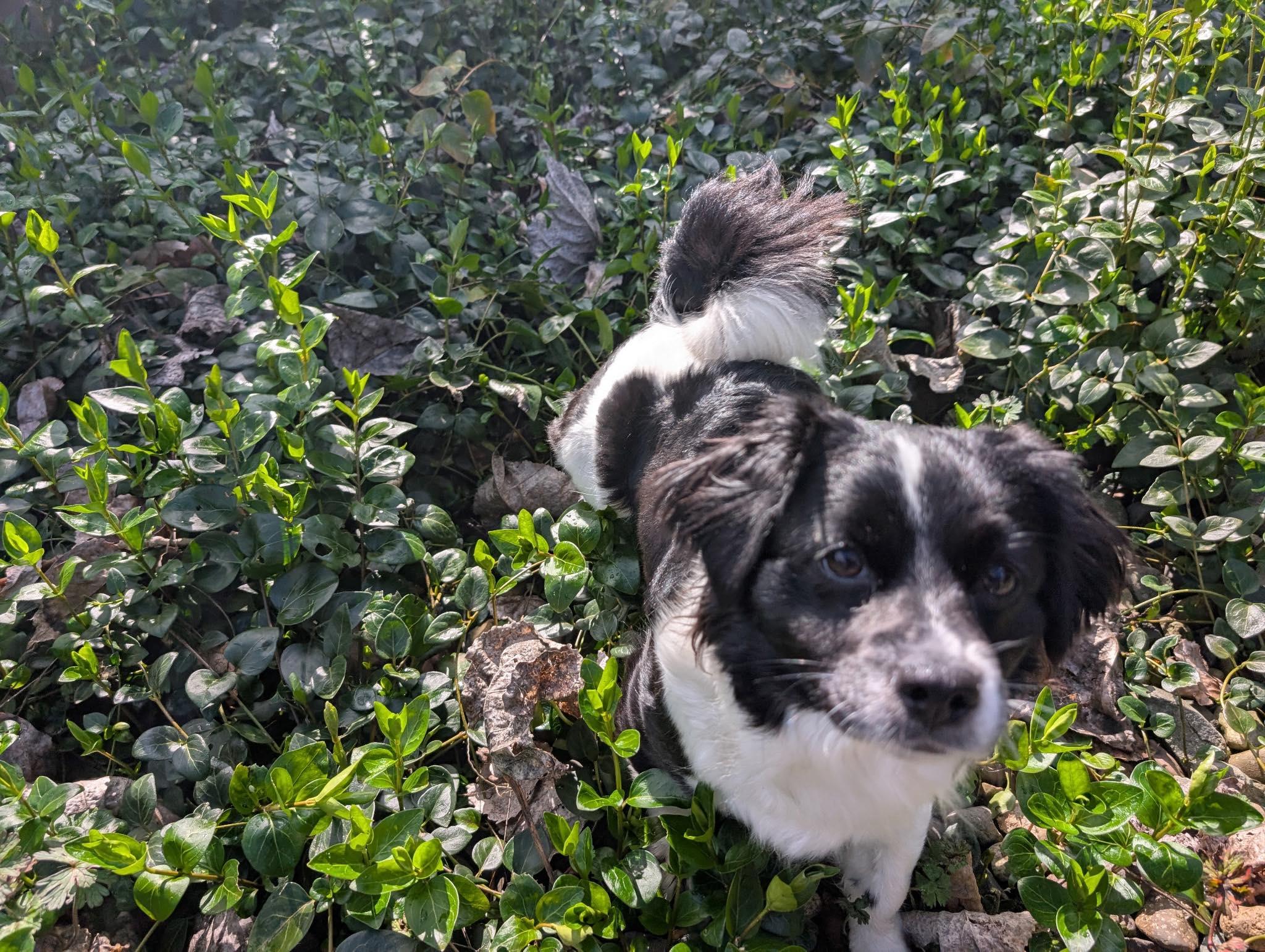 Enlarge Roxy, an adopted mixed breed in Roseburg, OR image 1/6