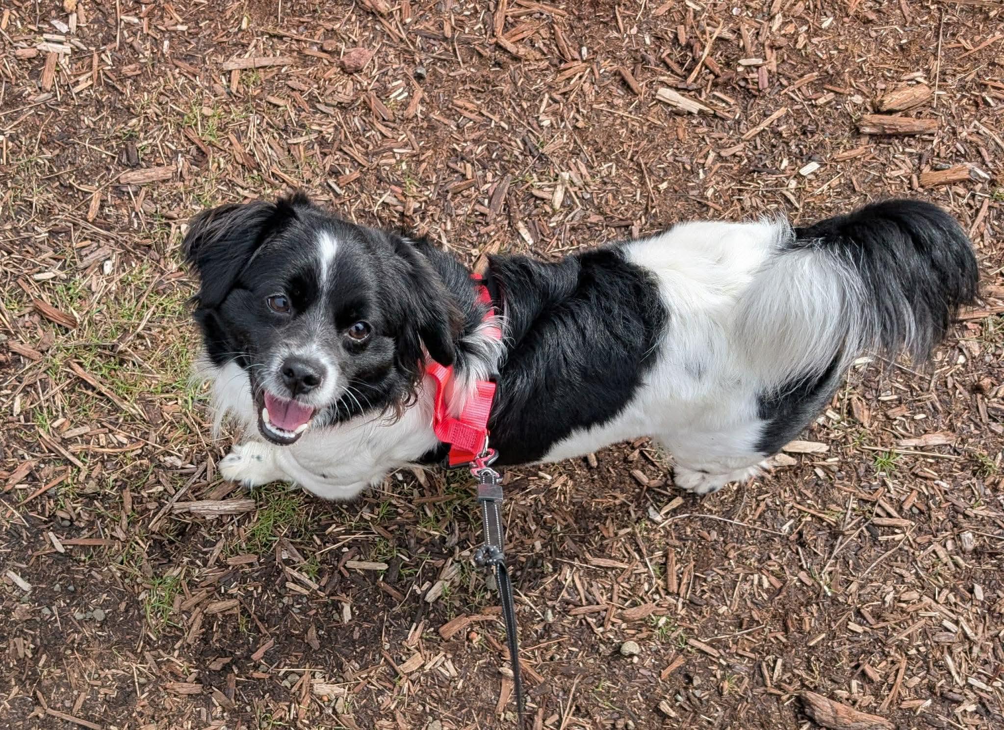 Enlarge Roxy, an adopted mixed breed in Roseburg, OR image 5/6