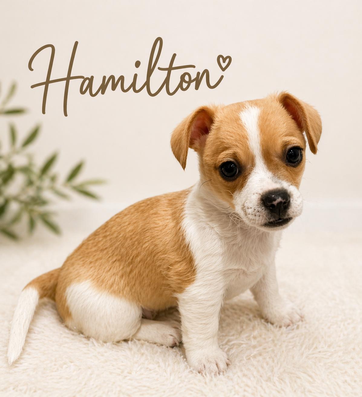 Enlarge Hamilton, a Adoptable Chihuahua in Orange, CA image 1/1