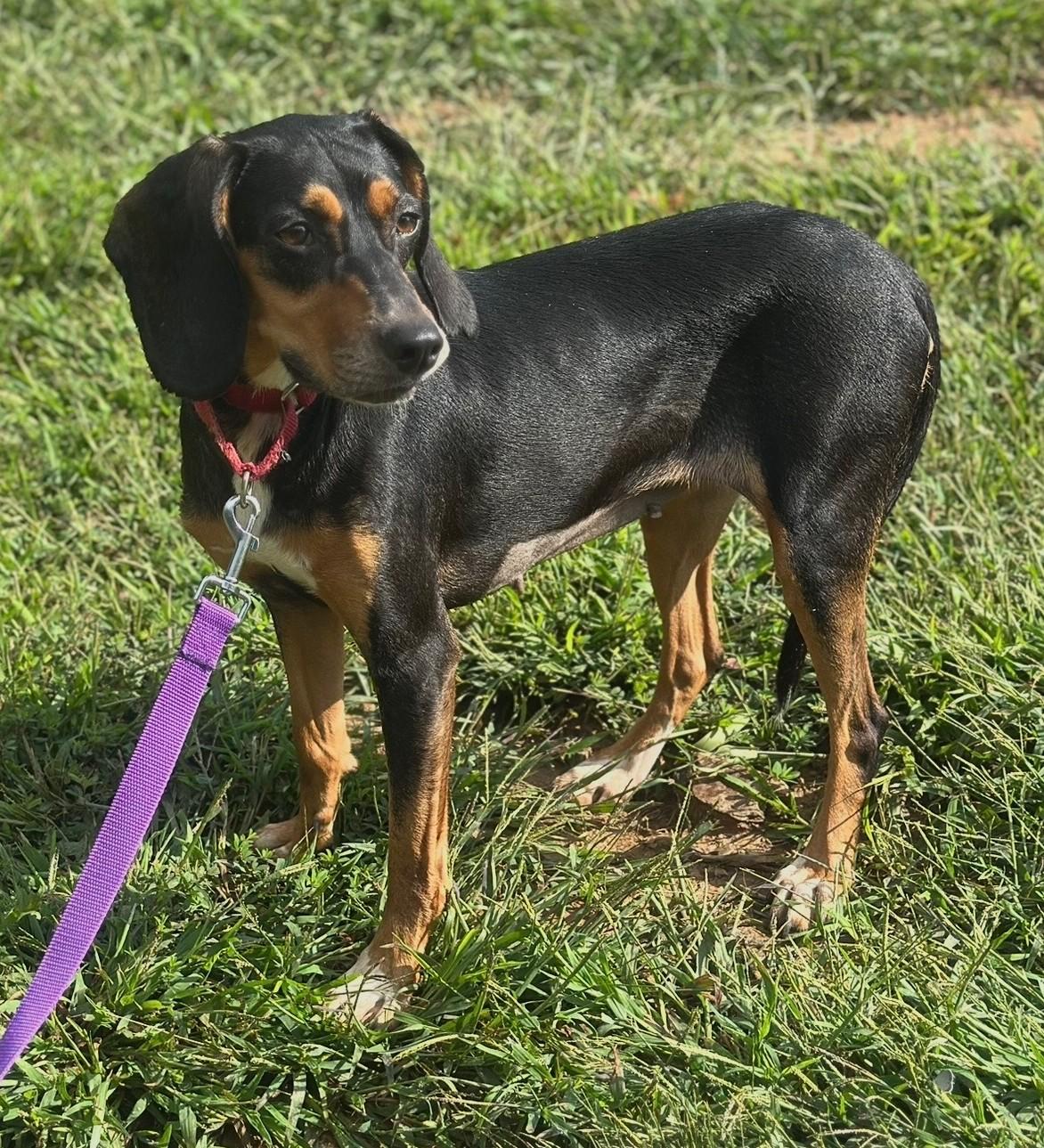 Enlarge Lucille, a Adoptable mixed breed in Lexington, MA image 5/5