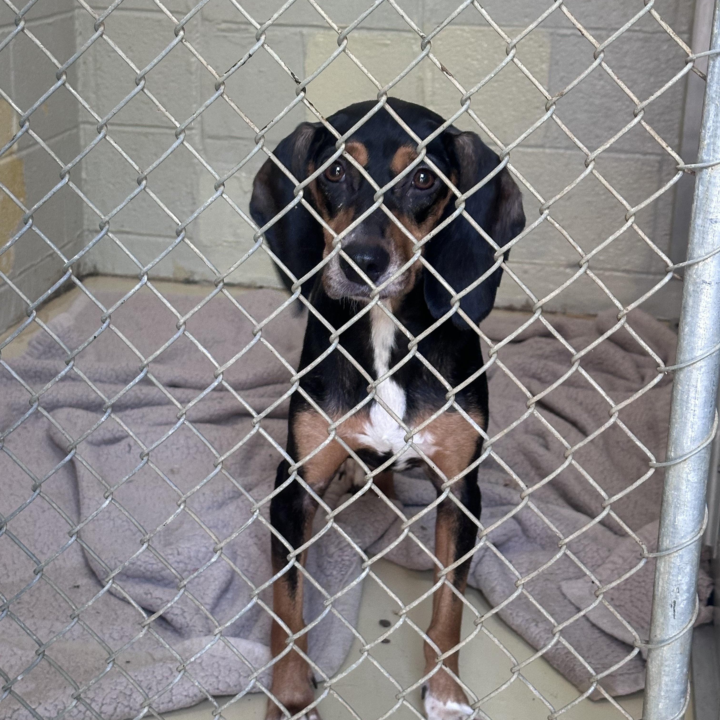 Enlarge Lucille, a Adoptable mixed breed in Lexington, MA image 4/5