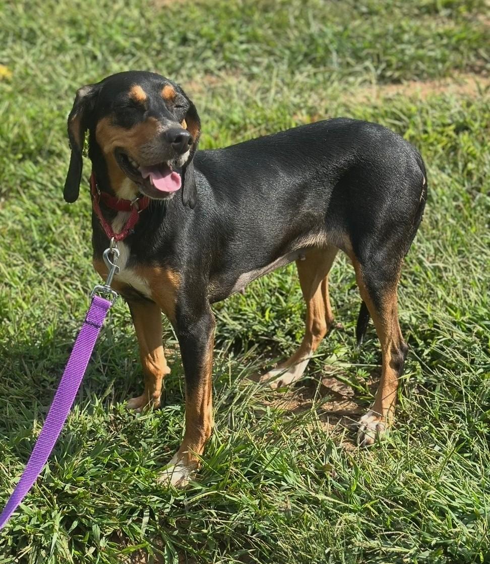Enlarge Lucille, a Adoptable mixed breed in Lexington, MA image 3/5