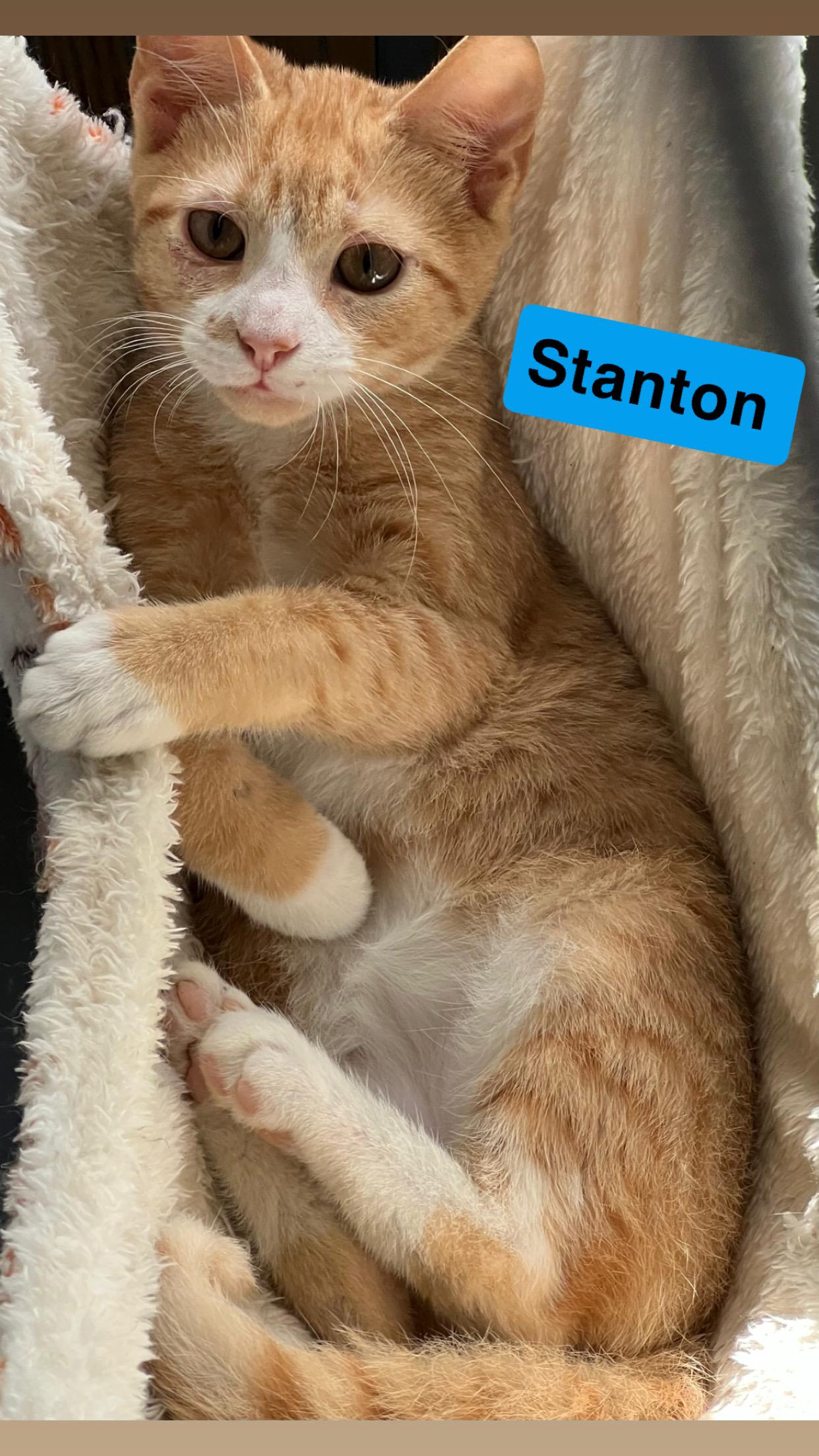 Enlarge Stanton, a Adoptable Domestic Short Hair in Morganton, NC image 1/1