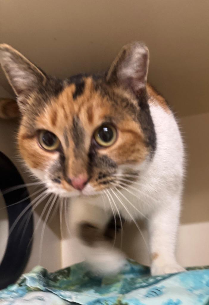 GWEN, Adoptable, Adult Female Domestic Short Hair.