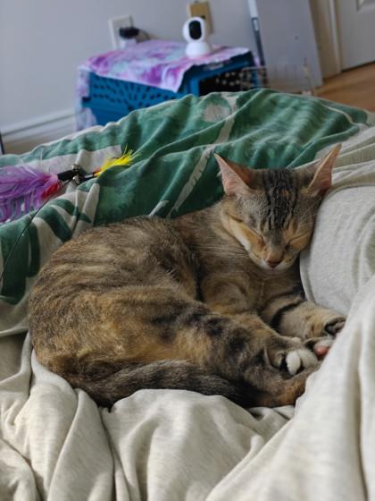 Colette, a Adoptable mixed breed in Montreal, QC image 1/3